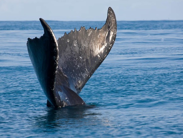 cauda da baleia jubarte