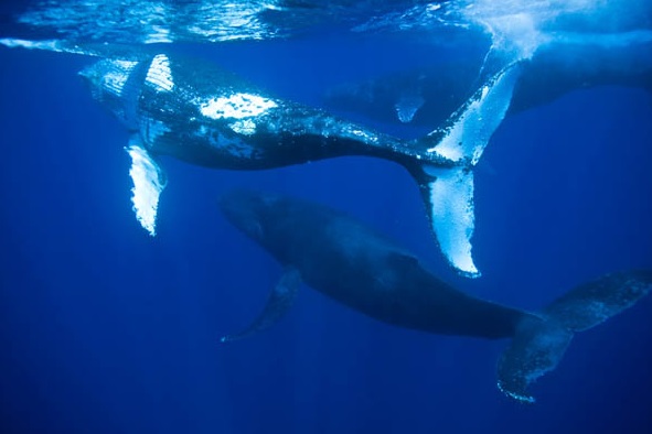mergulho baleia jubarte