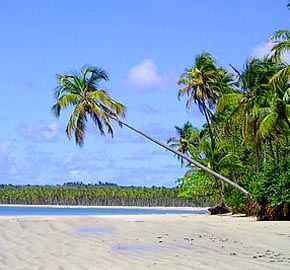 Coqueiros na praia de Boipeba