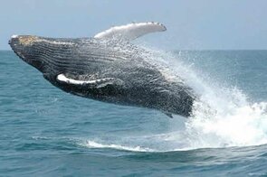 observação baleias jubarte