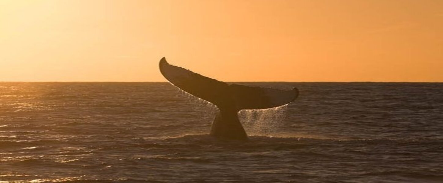 Passeio de Observação da baleia Jubarte em Morro de São Paulo
