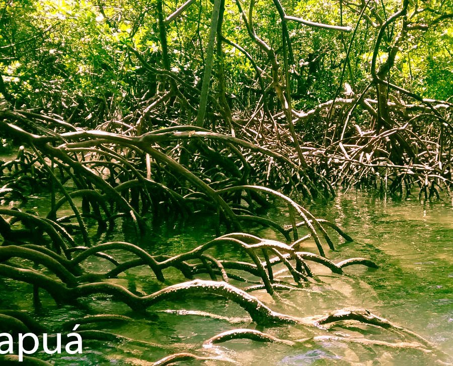 manguezais praia de garapua
